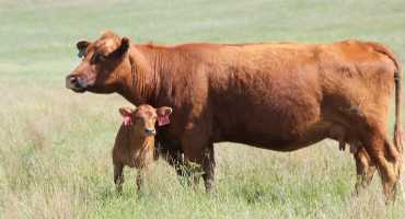 Ten Things to Consider When Evaluating Moving Calving Date