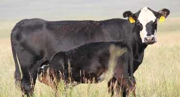 Range Beef Cow Symposium Registration Now Open