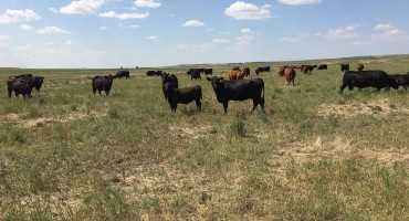 Livestock Risk Protection (LRP) Insurance Update