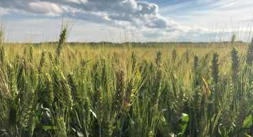 Scouting for Fusarium head blight (FHB) and harvest considerations