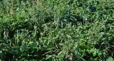 Cover Crop Options for Prevent Plant Acres & Drowned-Out Areas