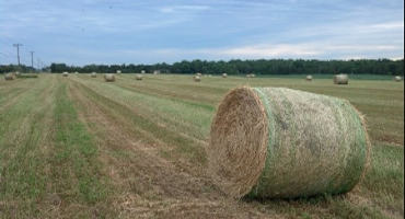Wet spring, wet soils, and wet hay…what should a dry hay producer do?