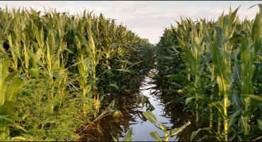 Ponding and Saturated Soils: Results of Recent Ohio Corn Research
