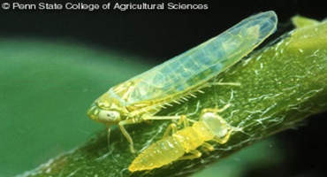 Be on the Lookout for Potato Leafhopper Populations