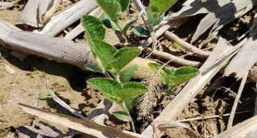 Post Soybean Herbicide Options and Application Restrictions
