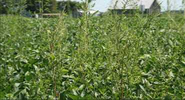 Waterhemp shows resistance to Group 15 herbicides