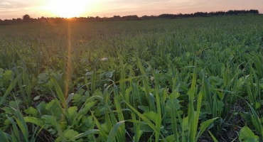 Annual Forage Alternatives to Corn Silage