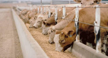Cattle Market Under Pressure as Corn Plantings Continue to Struggle, Adding to Price Weakness