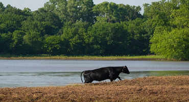 Cattle producers should watch for signs of blackleg and anthrax after floodwaters recede