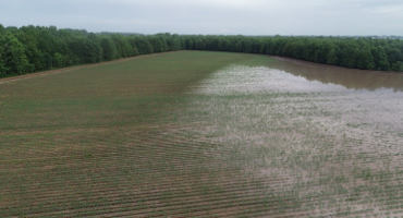 Arkansas Crop Pest Influx Complicates Difficult Growing Season