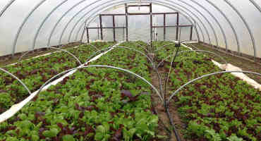 High tunnels for specialty crops: The hope and the hindrance