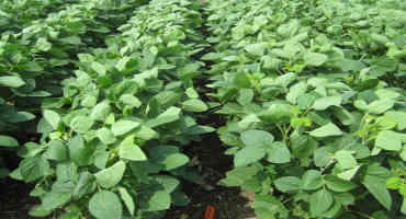 Soybean and Corn are Considered Cover Crop Options in Wi