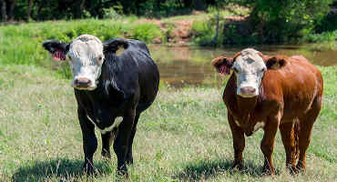 Pregnancy checking replacement heifers helps protect producer investment
