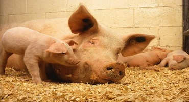Food Waste for Pigs