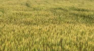 What has the Arkansas wheat crop done in 2019?