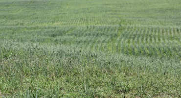 Getting the Most Out of Oat Pasture