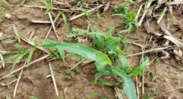 Midseason Weed Control Issues in Corn and Soybean