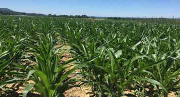 Early-season Considerations for Foliar Fungicides in Corn
