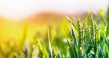 U.S. spring wheat starting to head