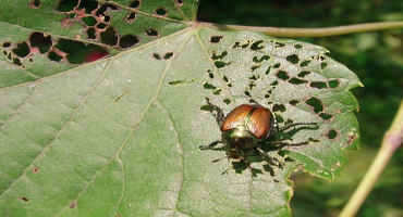 Flooding unlikely to affect Japanese beetle populations