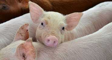 US threatens EU with pork tariffs