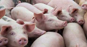 New pork research facility coming to Ont.