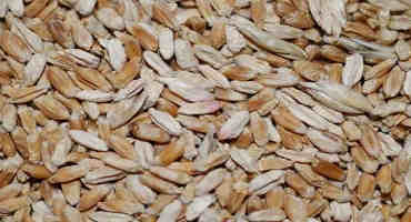 Dealing With Fusarium Head Blight (Head Scab) In Wheat