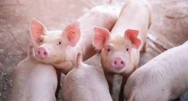 Ontario invests in pork research