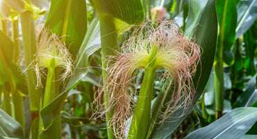 U.S. corn beginning to silk