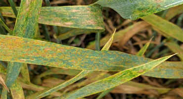 Diseases in Winter Wheat Imply High Inoculum for Spring Wheat