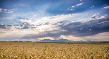 Increasing U.S. wheat access to Canada