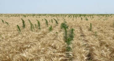 Controlling Weeds Post-Harvest in Winter Wheat
