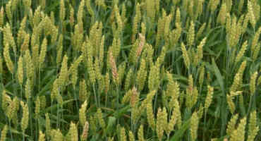 Don’t Let Fusarium Head Blight Keep You Down – Prepare Now To Harvest Those Scabby Wheat Fields
