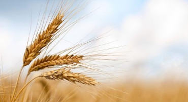 Tips and Considerations for the Summer Wheat Harvest Season