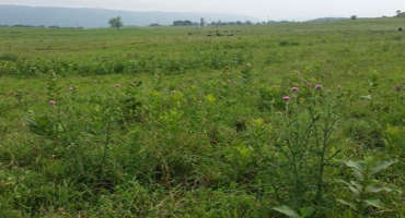 Understanding Management of Poison Weeds in Hay
