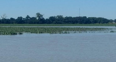 Crop Impacts and Options After Mid-Season Flooding