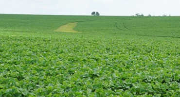 Best Management Practices for Soybean Planted as Cover Crops