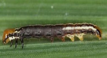 Stalk Borers Worth Scouting in Iowa This Summer