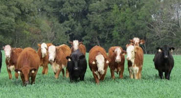 Strategies for an Adequate Forage Supply this Winter