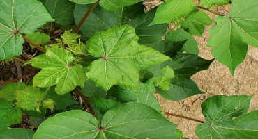 Cotton Leafroll Dwarf Virus Present in Alabama Cotton, Scouting Essential