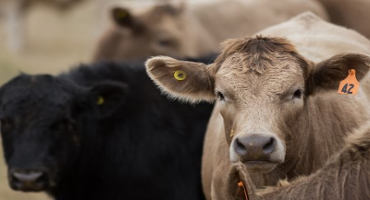 US Cattle Inventory Plateaus, Suggesting Continued Market Stability Contingent on Strong Demand
