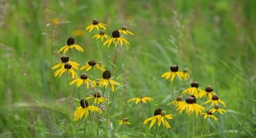 Poll Shows Farmers Aware of Prairie Strips, Interested in Learning More