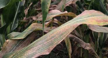 Corn tar spot outlook for 2019