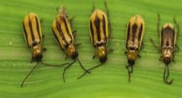 Assessing Corn Rootworm Activity Using Sticky Traps