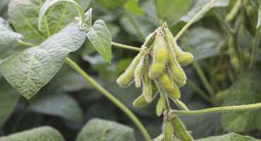 All U.S. soybeans setting pods