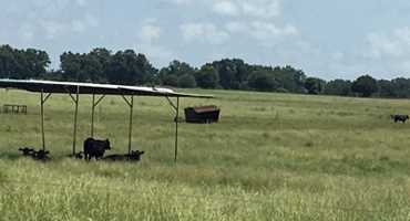 It’s Hot Out There and Shade is Key to Cattle Performance