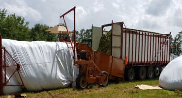 Sorghum Silage – A Cost-Effective Alternative for Beef Cattle Operations