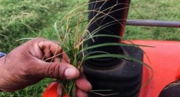 New research helps hay producers manage Bermuda grass stem maggot