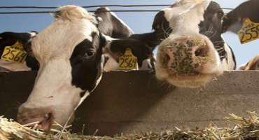 Smart Farm Big Idea boosts agriculture and animal welfare