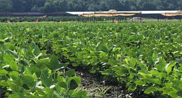 Soybean growth stages, conditions vary across state